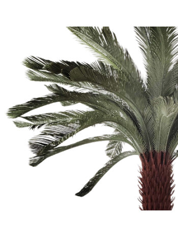 Palmera PE Verde