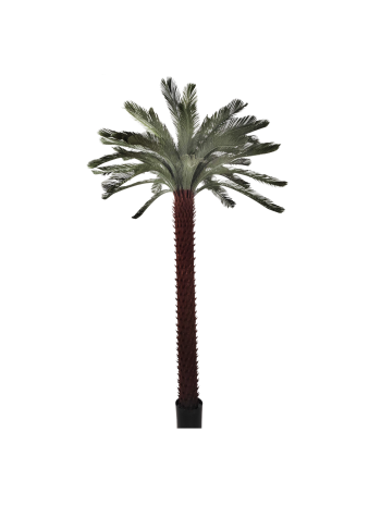 Palmera PE Verde