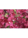 Arbol Poliester PE 150X150X300 Buganvilla Fucsia.