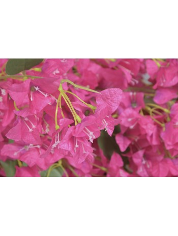 Arbol Poliester PE 180X50X250 Buganvilla Fucsia.