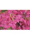 Arbol Poliester PE 180X50X250 Buganvilla Fucsia.
